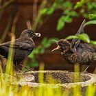 Turdus merula