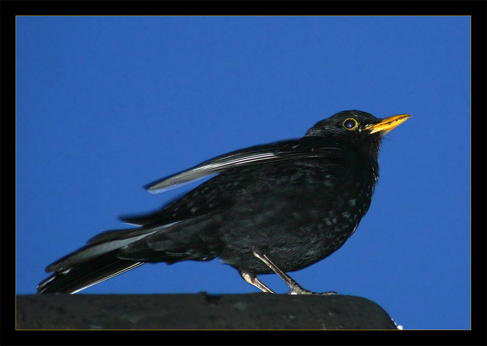 Turdus merula