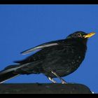 Turdus merula