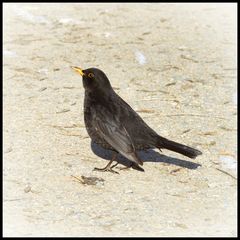 Turdus merula