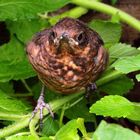 Turdus merula