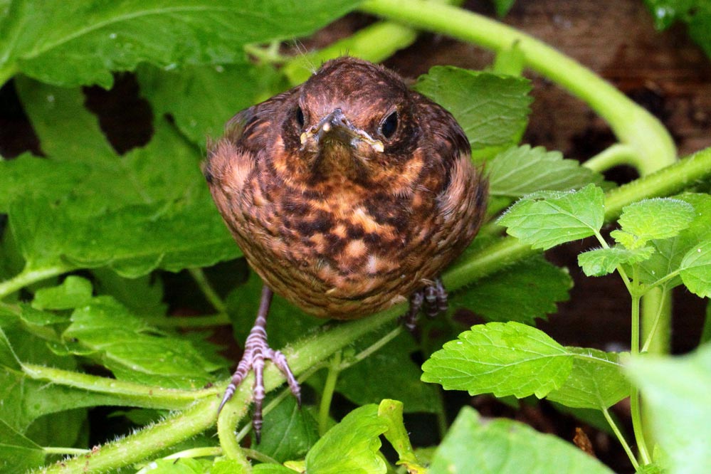 Turdus merula