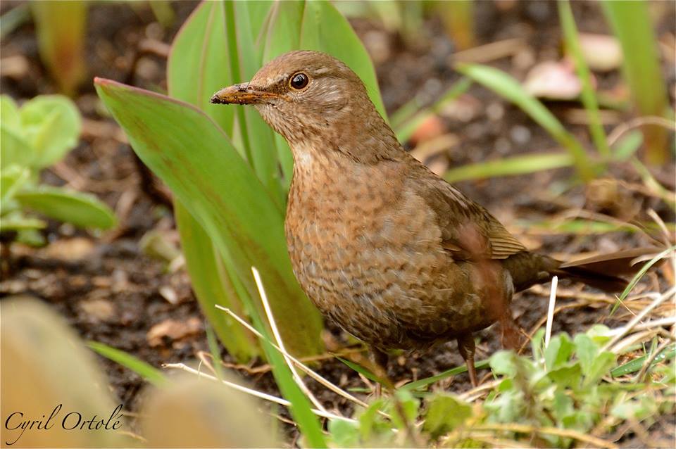 Turdus Merula