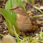 Turdus Merula