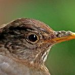 Turdus merula