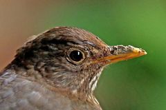 Turdus merula