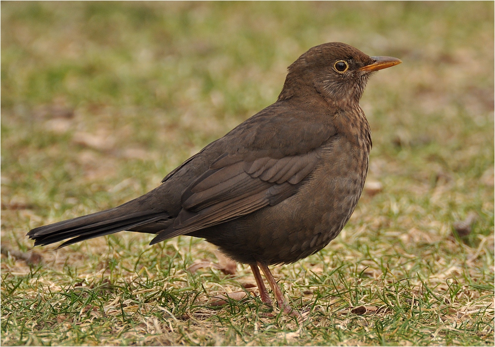 (Turdus merula)