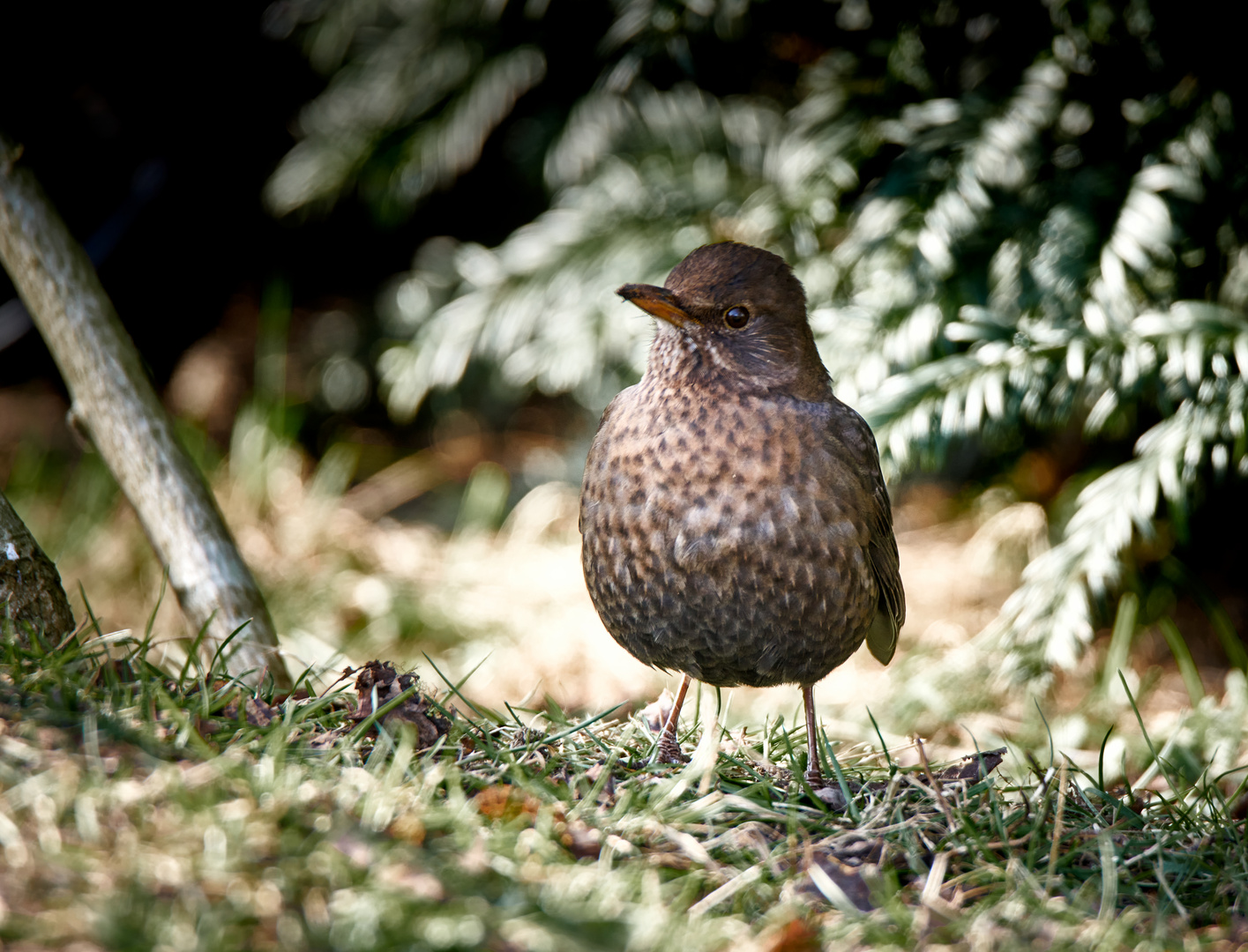 Turdus merula