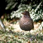 Turdus merula