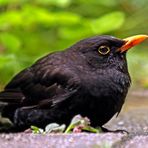 Turdus merula