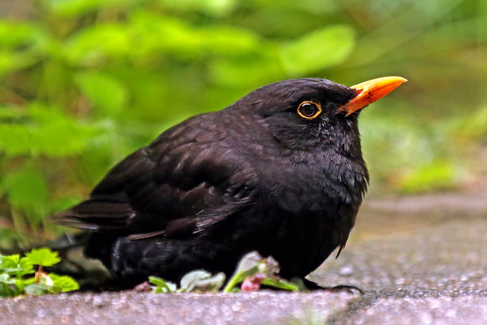 Turdus merula