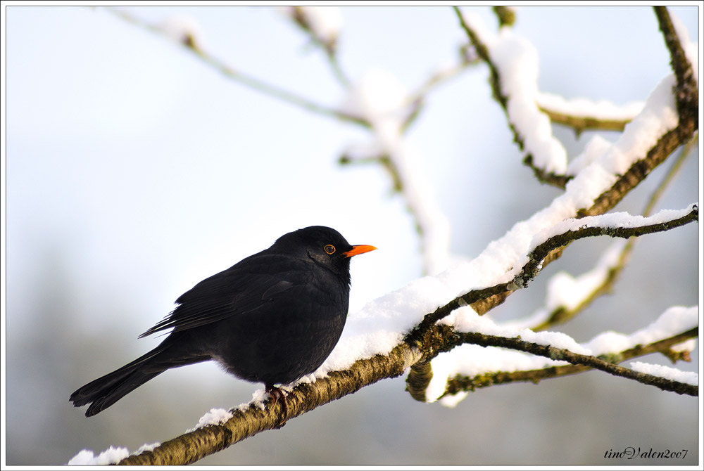 ... turdus merula ...