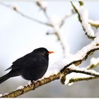 ... turdus merula ...