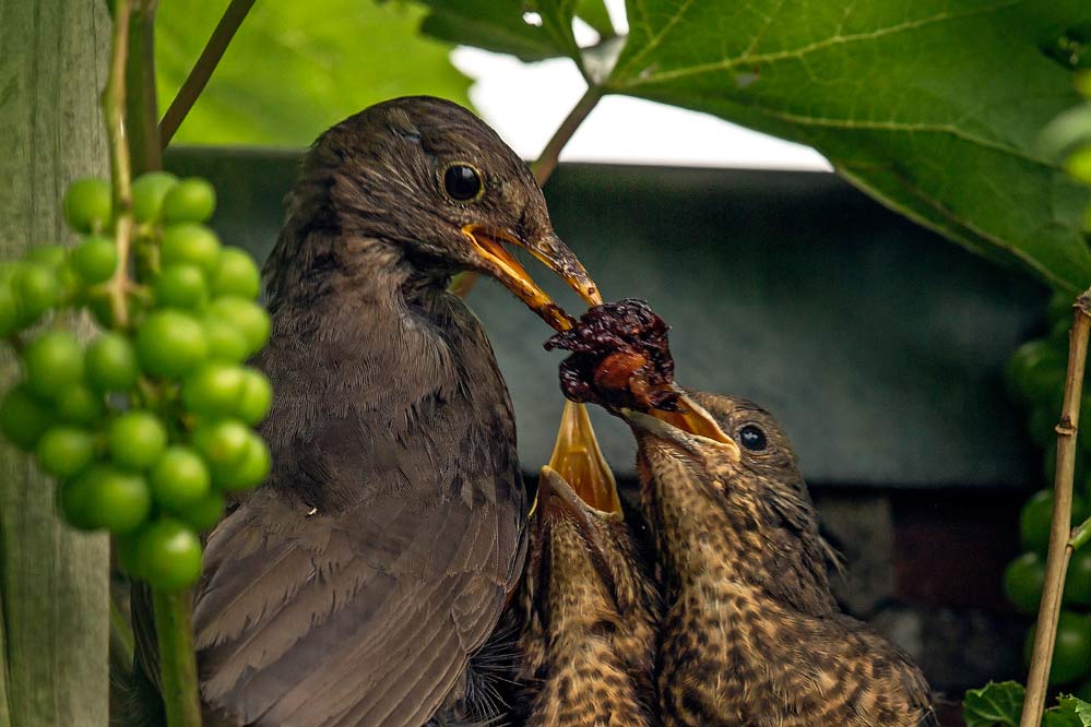 Turdus merula