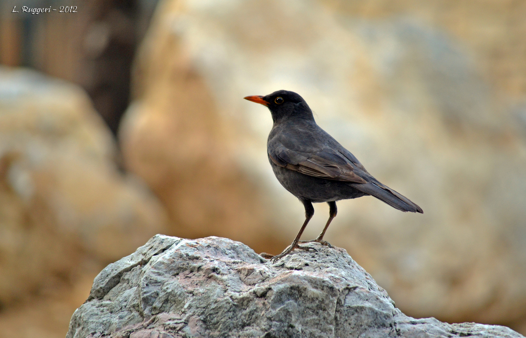 Turdus merula