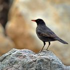 Turdus merula