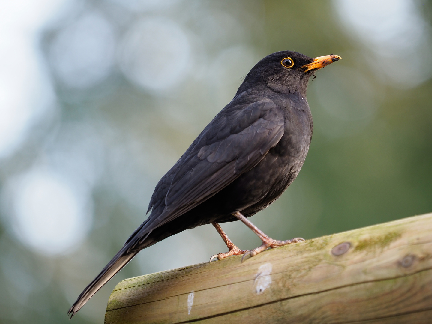 Turdus merula