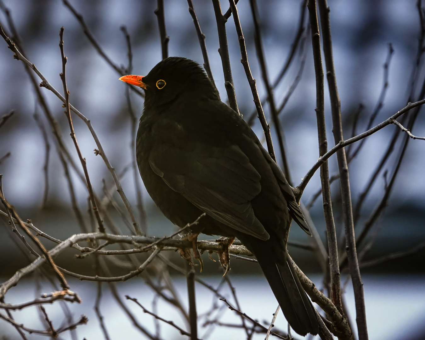 Turdus merula Foto & Bild natur, tiere, vögel Bilder auf