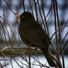 Turdus merula