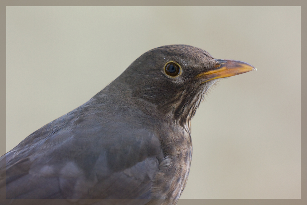 Turdus merula - Amsel