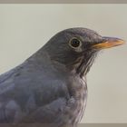 Turdus merula - Amsel