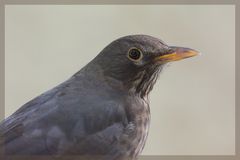 Turdus merula - Amsel