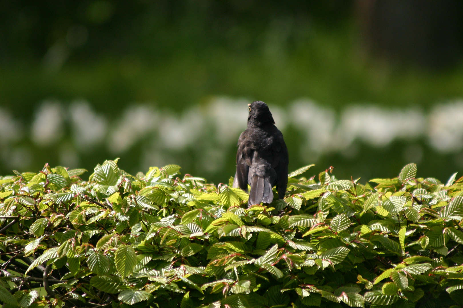 Turdus merula ( Amsel)