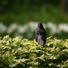 Turdus merula ( Amsel)