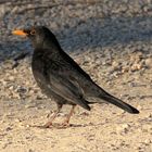 Turdus merula auf steinigem Weg