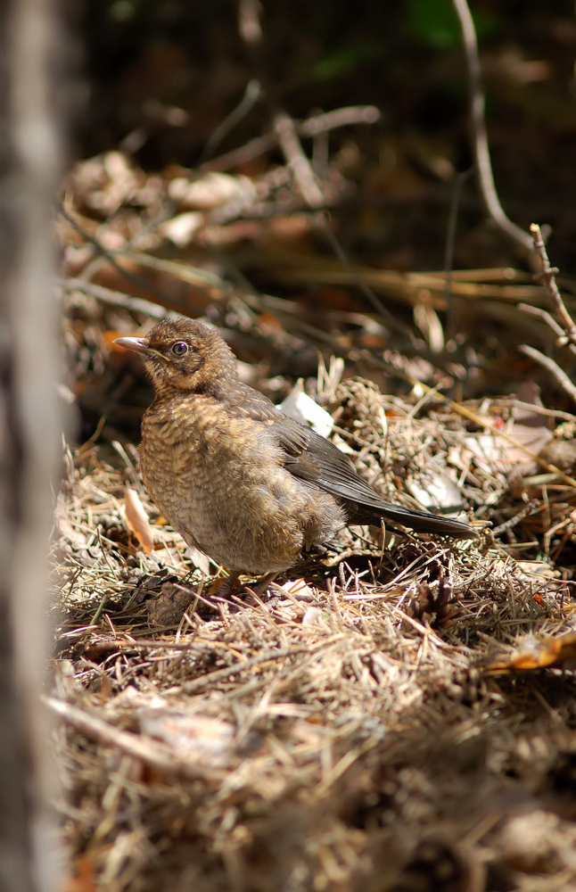 Turdus merula