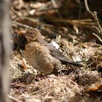 Turdus merula