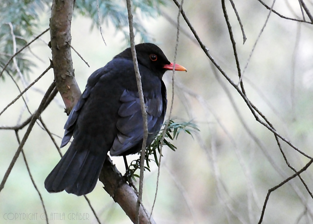 Turdus merula