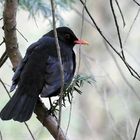 Turdus merula