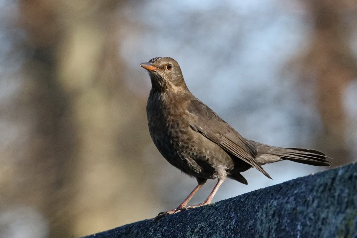 Turdus merula