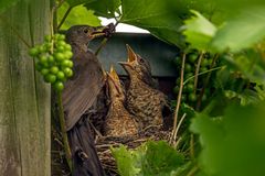 Turdus merula