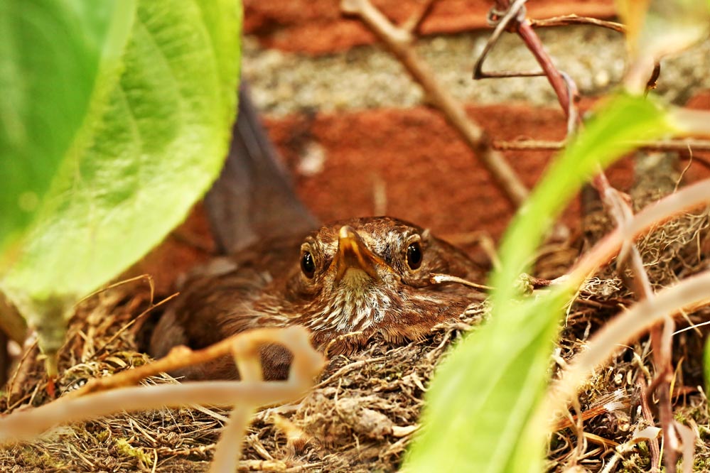 Turdus merula