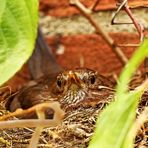 Turdus merula