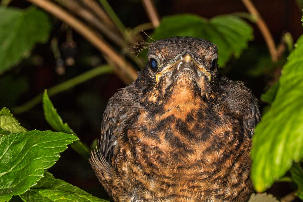 Turdus merula