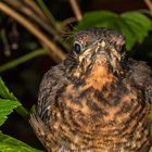 Turdus merula