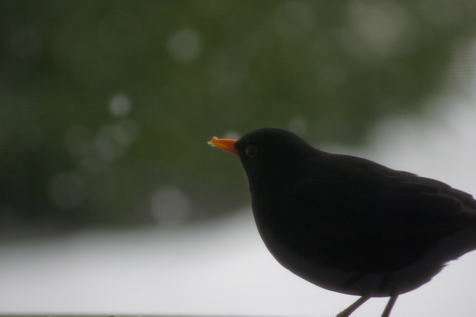 Turdus merula