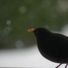 Turdus merula