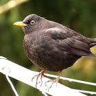 Turdus merula....