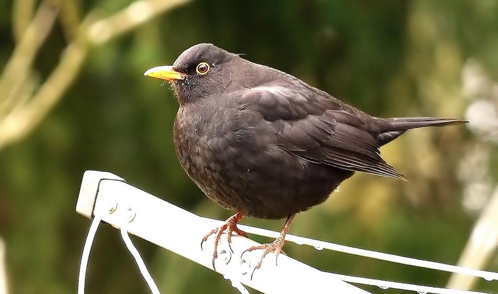 Turdus merula....