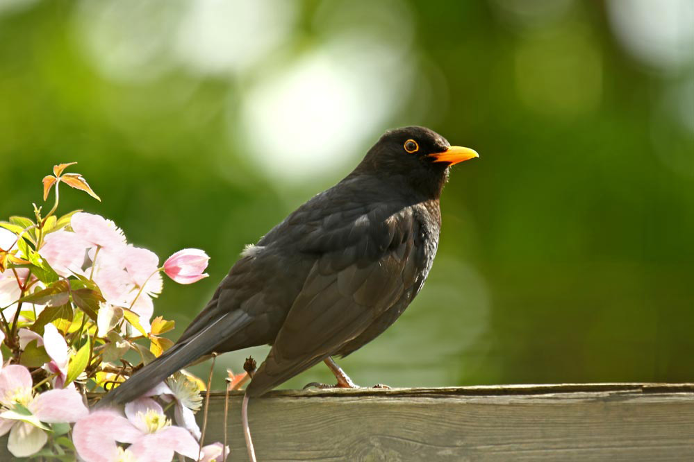 Turdus merula