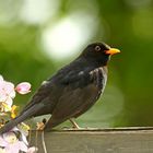 Turdus merula