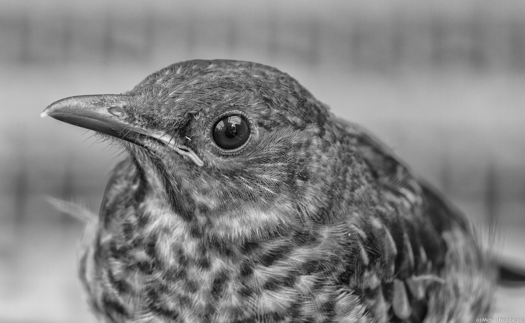 Turdus Merula