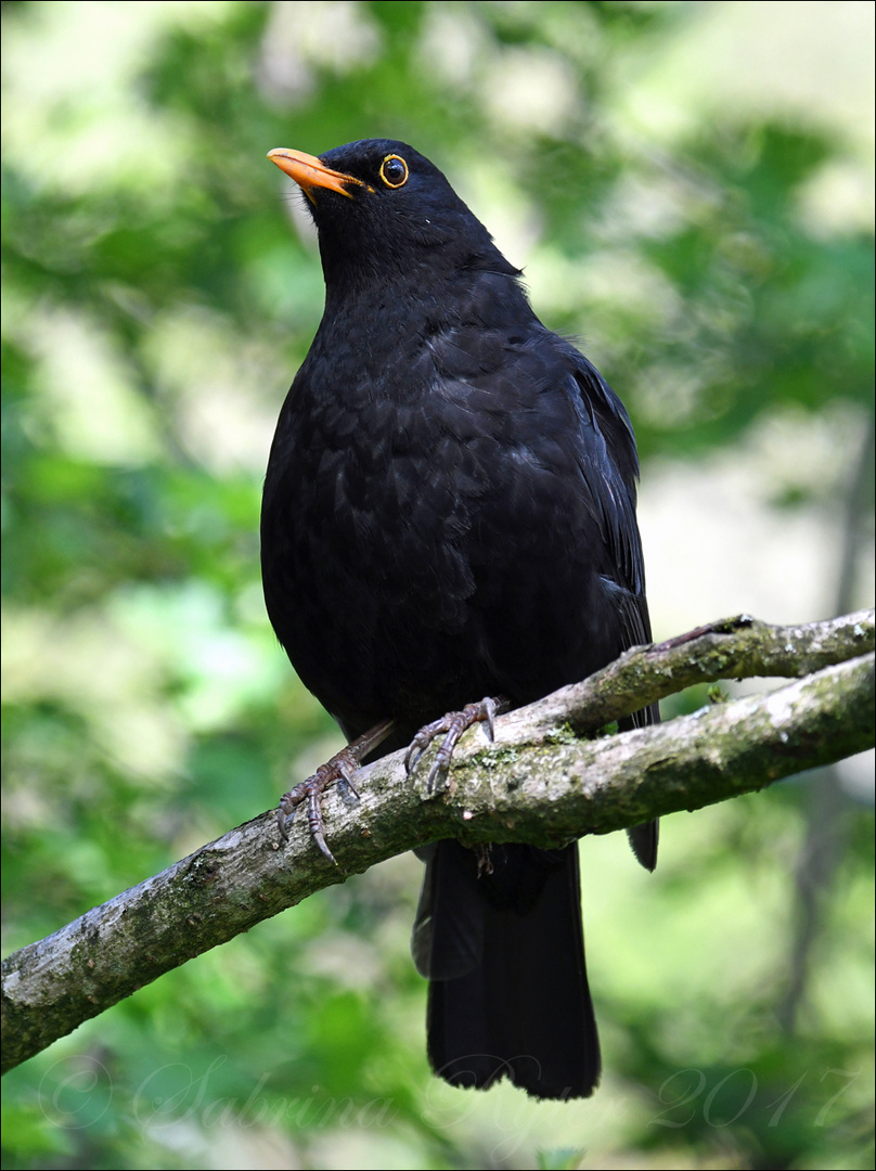 Turdus merula