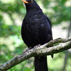 Turdus merula