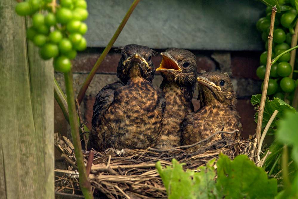 Turdus merula