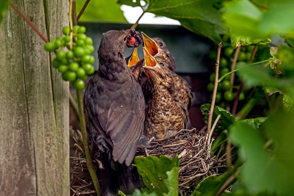 Turdus merula  = ene - mene - muh =